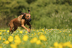 Rhodesian Ridgeback
