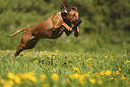 Rhodesian Ridgeback