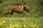 Rhodesian Ridgeback