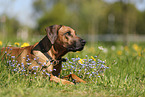 Rhodesian Ridgeback