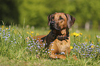 Rhodesian Ridgeback