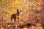 Rhodesian Ridgeback