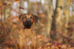 Rhodesian Ridgeback
