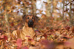 Rhodesian Ridgeback