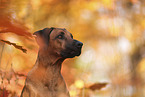 Rhodesian Ridgeback