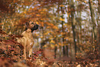 Rhodesian Ridgeback