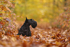 Scottish Terrier