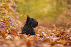 Scottish Terrier