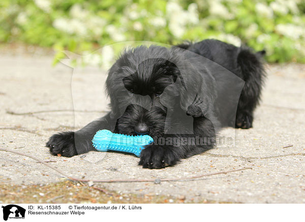 Riesenschnauzer Welpe / Giant Schnauzer Puppy / KL-15385