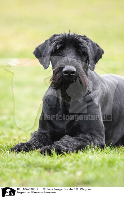 liegender Riesenschnauzer / lying Giant Schnauzer / MW-10207