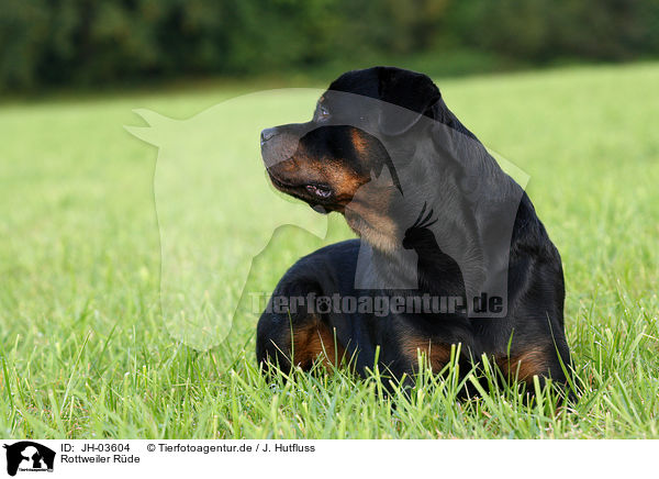 Rottweiler R�de / male Rottweiler / JH-03604