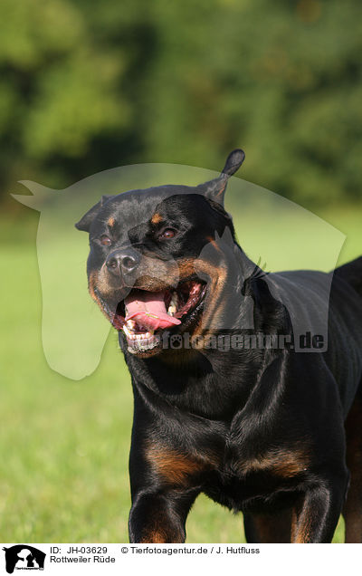 Rottweiler R�de / male Rottweiler / JH-03629