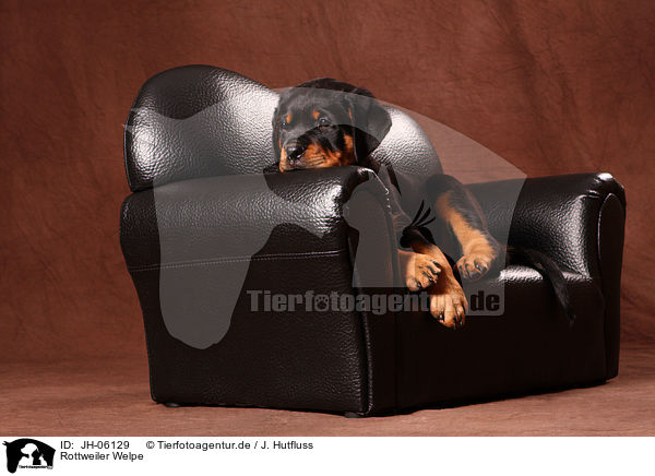 Rottweiler Welpe / Rottweiler Puppy / JH-06129