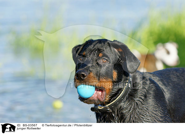 junger Rottweiler / young Rottweiler / BS-03567