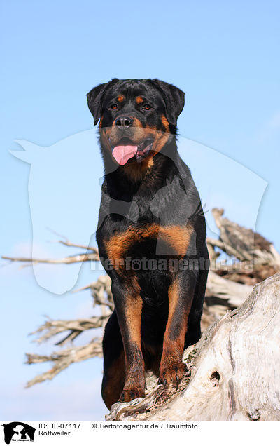 Rottweiler / Rottweiler / IF-07117