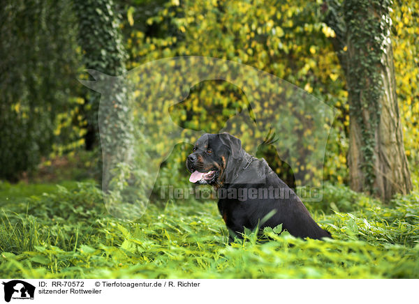 sitzender Rottweiler / sitting Rottweiler / RR-70572