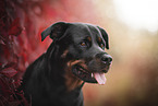 Rottweiler Portrait