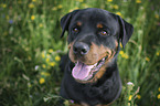 Rottweiler Portrait