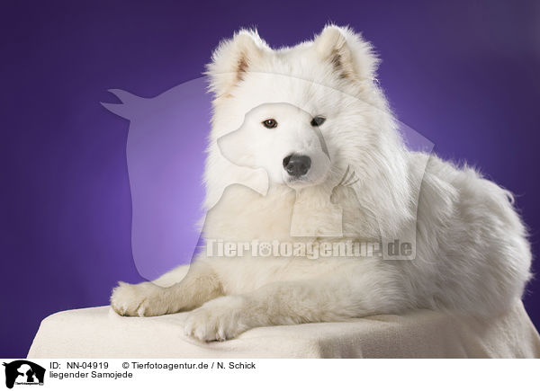 liegender Samojede / lying Samoyed / NN-04919