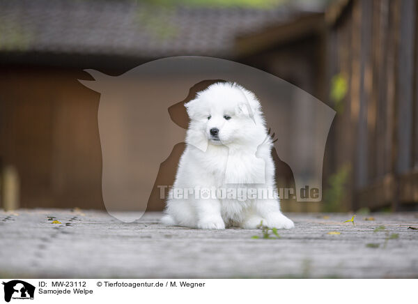 Samojede Welpe / Samoyed puppy / MW-23112
