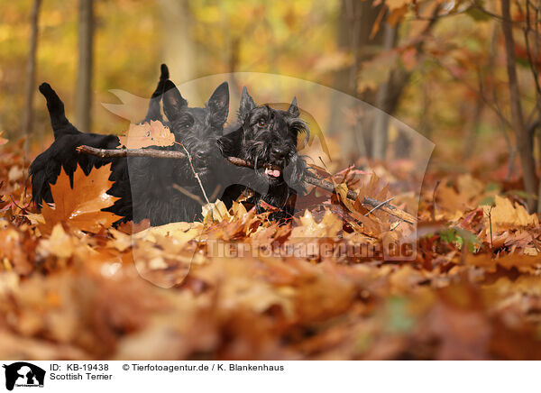 Scottish Terrier / Scottish Terrier / KB-19438