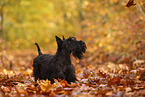 Scottish Terrier