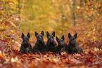 Scottish Terrier