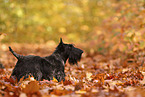 Scottish Terrier