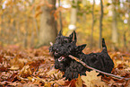 Scottish Terrier