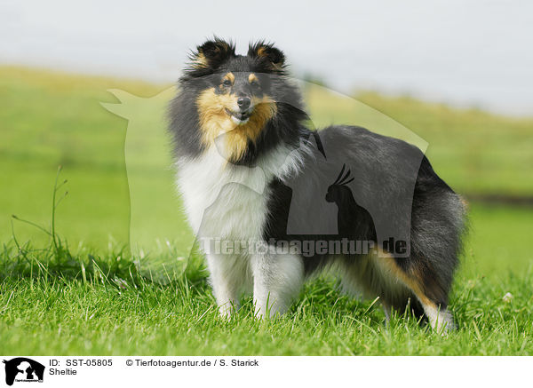 Sheltie / Shetland Sheepdog / SST-05805