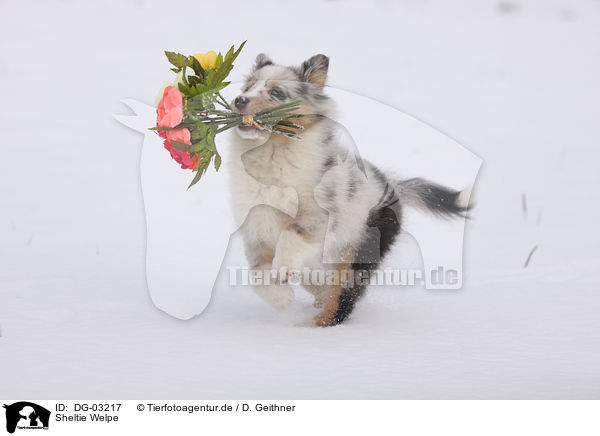 Sheltie Welpe / Shetland Sheepdog Puppy / DG-03217