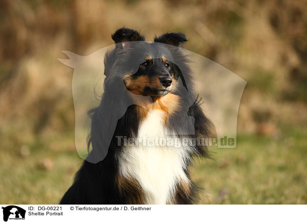 Sheltie Portrait / Shetland Sheepdog Portrait / DG-06221