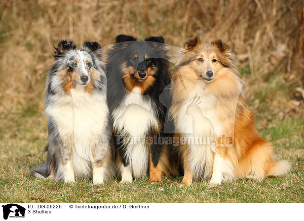 3 Shelties / 3 Shetland Sheepdogs / DG-06226