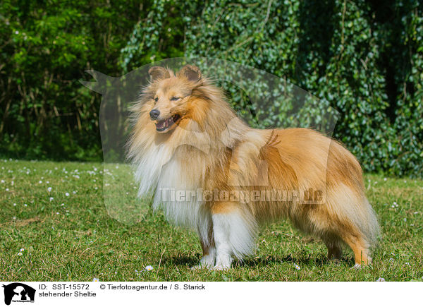 stehender Sheltie / standing Shetland Sheepdog / SST-15572