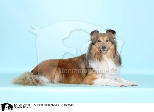 Sheltie H�ndin / Shetland Sheepdog / JH-26455