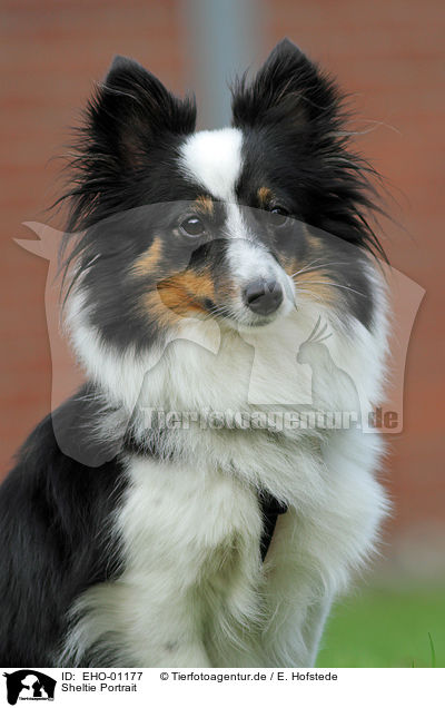Sheltie Portrait / Sheltie Portrait / EHO-01177