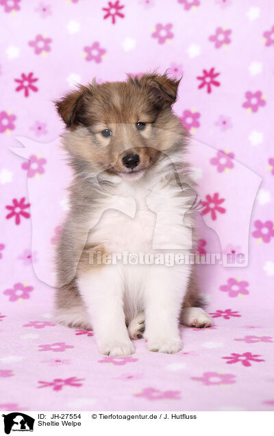 Sheltie Welpe / Sheltie Puppy / JH-27554