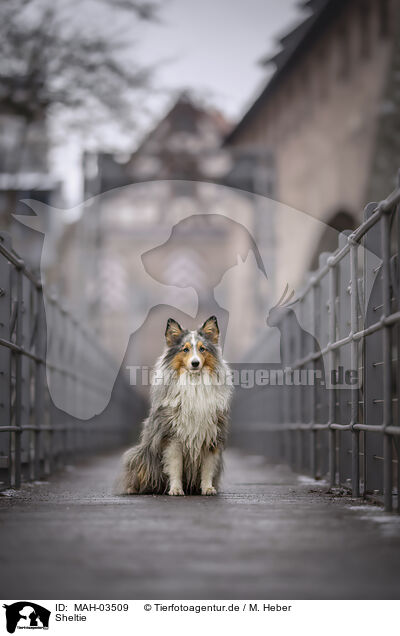 Sheltie / Sheltie / MAH-03509