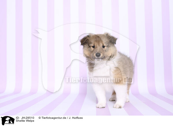 Sheltie Welpe / Sheltie Puppy / JH-28510