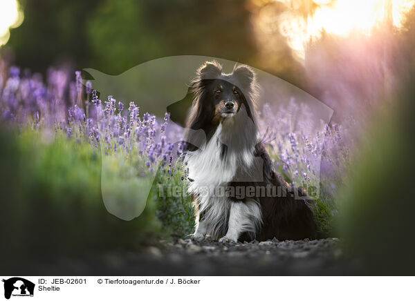Sheltie / Sheltie / JEB-02601