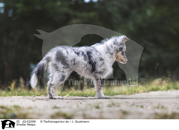 Sheltie Welpe / Sheltie puppy / JQ-02088