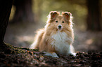 liegender Sheltie