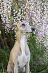 Whippet
