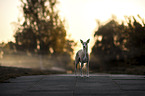 Whippet