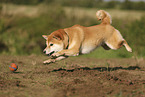 roter Shiba Inu