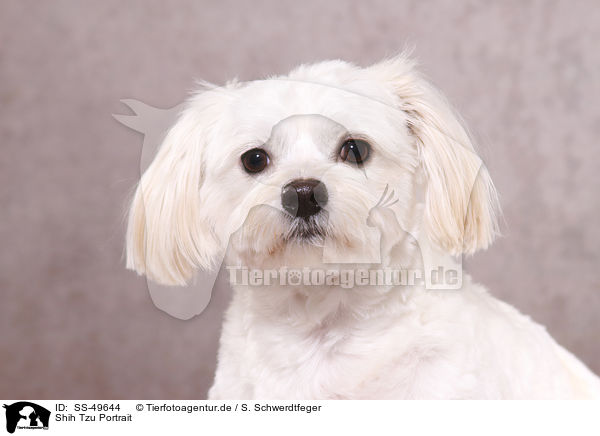 Shih Tzu Portrait / Shih Tzu Portrait / SS-49644