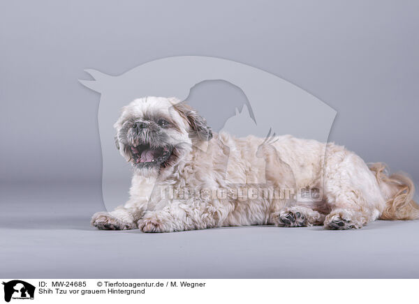 Shih Tzu vor grauem Hintergrund / Shih Tzu in front of grey background / MW-24685