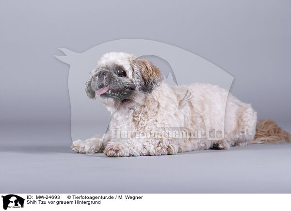 Shih Tzu vor grauem Hintergrund / Shih Tzu in front of grey background / MW-24693