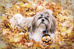 liegender Shih Tzu