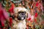 Shih Tzu zwischen roten Weinbl�ttern